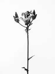 Te midden van de bloemen 19, 2021