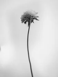 Te midden van de bloemen 44