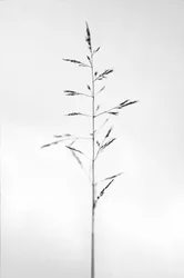 Te midden van de bloemen 51