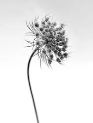Te midden van de Bloemen 52