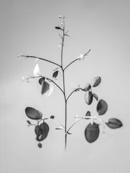 Te midden van de Bloemen 60