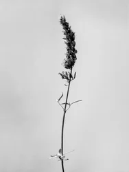 Te midden van de bloemen 74
