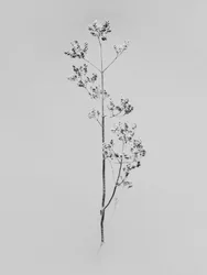Te midden van de bloemen 76