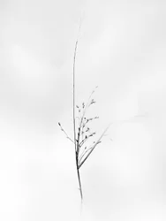 Te midden van de bloemen 79