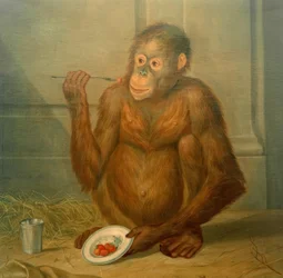 Orang-Oetan, aardbeien etend