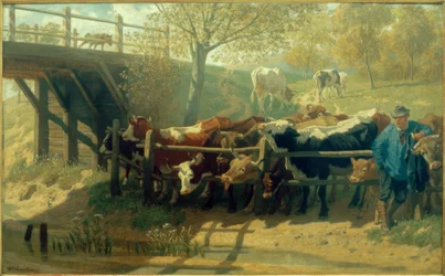 Dorstige Koeien