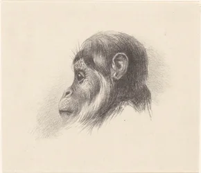 Apenkop