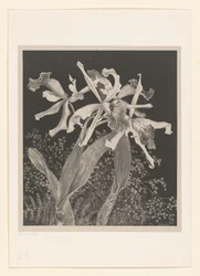 Orchideeën