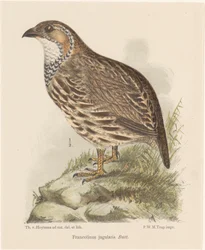 Patrijs (francolinus jugularis)