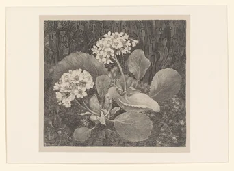 Primula in het mos