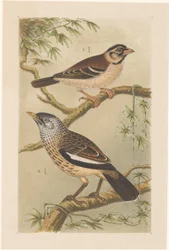 Twee vogels op takken