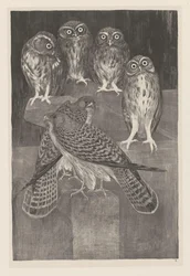 Vier steenuilen en twee torenvalken