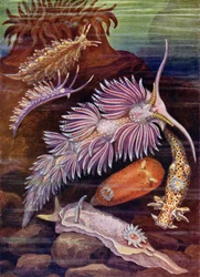 Zeeslakken