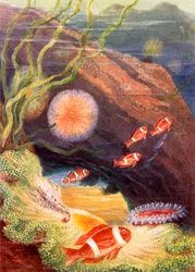 De tuin van de zee (kleurenlitho)