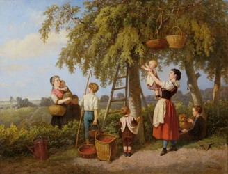 De kersenoogst