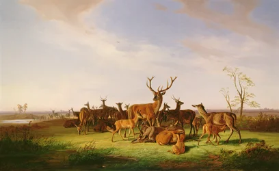 Een kudde herten in een zonovergoten weiland
