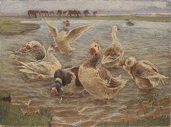 Ganzen op het eiland Saltholm