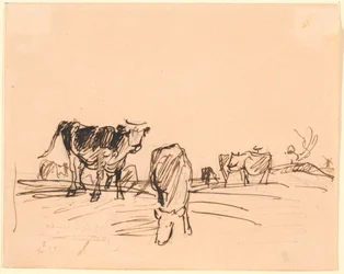 Koeien op een veld