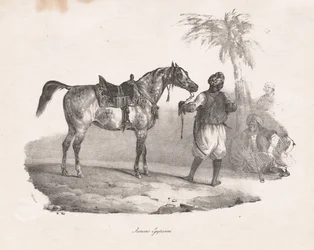 Egyptische Merrie