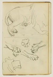 Diverse studies van leeuwenpoten, -poten en -kop