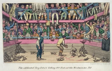 The Celebrated Dog Billy Killing 100 Rats at the Westminster Pit, uit 