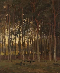 Uitzicht in het bos