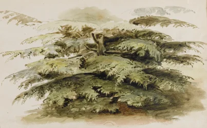 Een studie van een cederboom in Merton