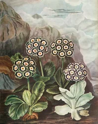 Auriculas, ca. 1802-1821, 1948