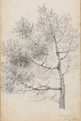 Studie van een dennenboom in Merton