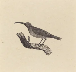 Een vogel