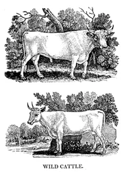 Brits wild of parkvee, 1790
