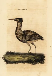 Roerdomp, Botaurus stellaris