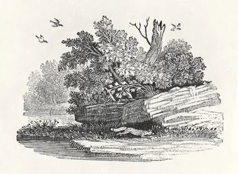 Ontsnappende vos, uit ’De algemene geschiedenis van viervoeters’, gepubliceerd in 1790