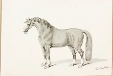 Het zwarte paard