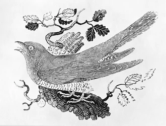 De koekoek (Cuculus canorus) uit de «Geschiedenis van Britse vogels», deel I, gepubliceerd in 1797