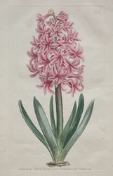 Het Botanische Tijdschrift of Bloementuin Getoond: Tuinhyacint