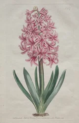The Botanical Magazine or Flower Garden Displayed: Tuinhyacint, 1806