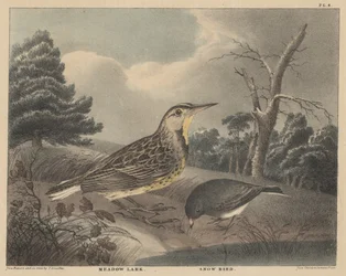 Weidelark en Sneeuwvogel, uit 