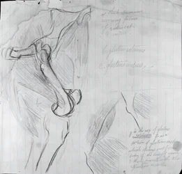 Anatomische Tekening, ca. 1878