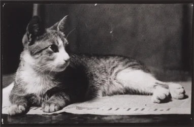 De kat van mevrouw Thomas Eakins
