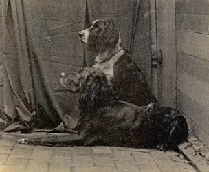 Thomas Eakins Honden, 1884