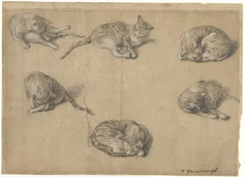 Zes studies van een kat