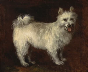 Spitzhond