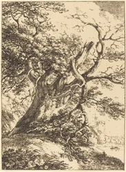 Oude Boom