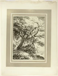 Oude Boom, uit de eerste uitgave van Specimens of Polyautography