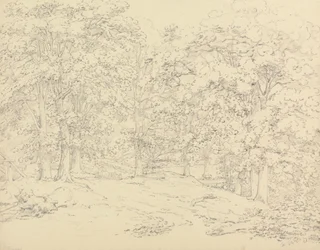 Bomen in Ashtead Park, Surrey