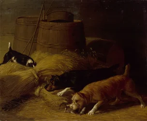 Ratten tussen de gerstschoven