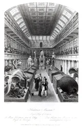 Het Hunterian Museum, illustratie voor 