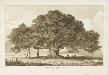Blithfield - Bedelaars Eik: sepia tekening