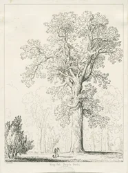Blithfield - Koning Eik